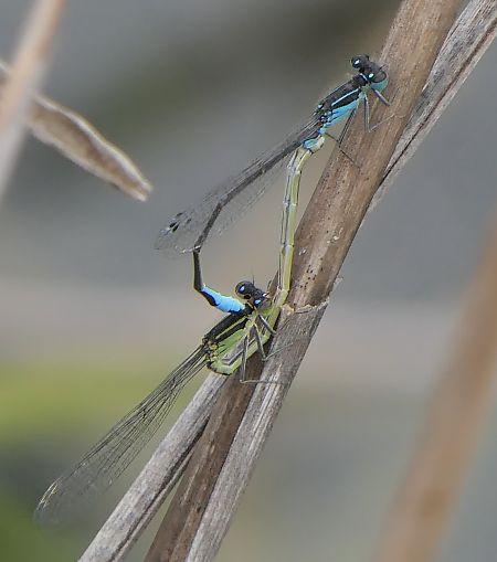 Ischnura elegans  - Fabio Angeli