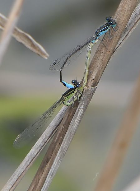 Ischnura elegans  - Fabio Angeli