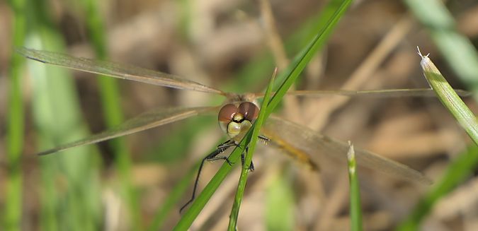 Sympetrum fonscolombei  - Fabio Angeli