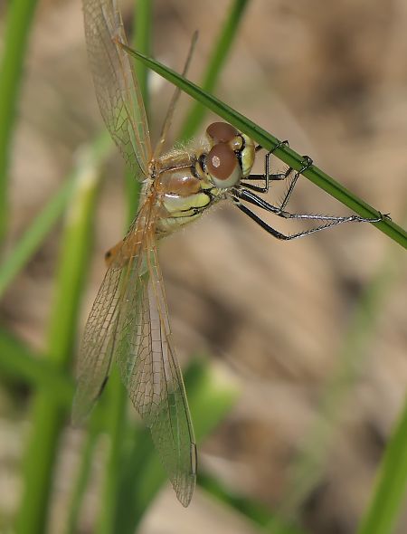 Sympetrum fonscolombei  - Fabio Angeli