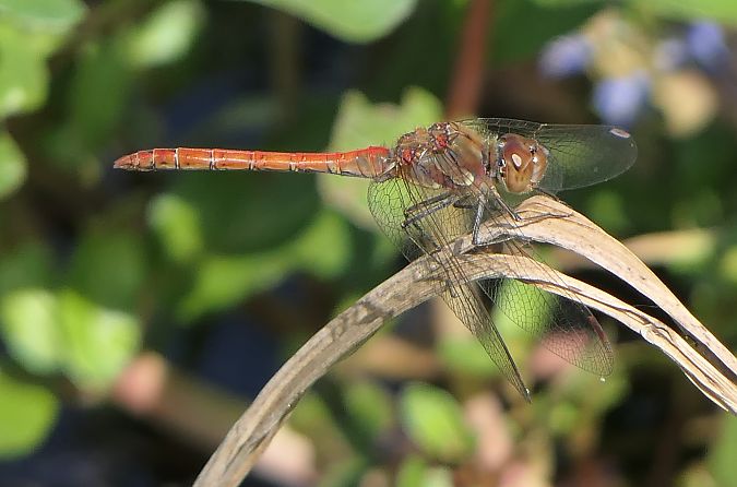 Sympetrum striolatum  - Fabio Angeli