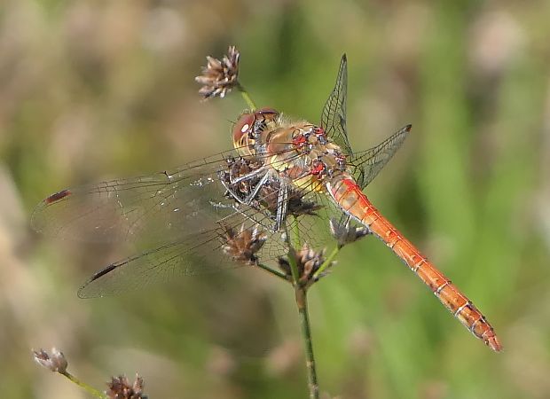 Sympetrum striolatum  - Fabio Angeli