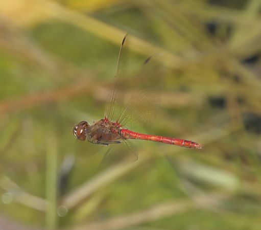 Sympetrum vulgatum  - Fabio Angeli