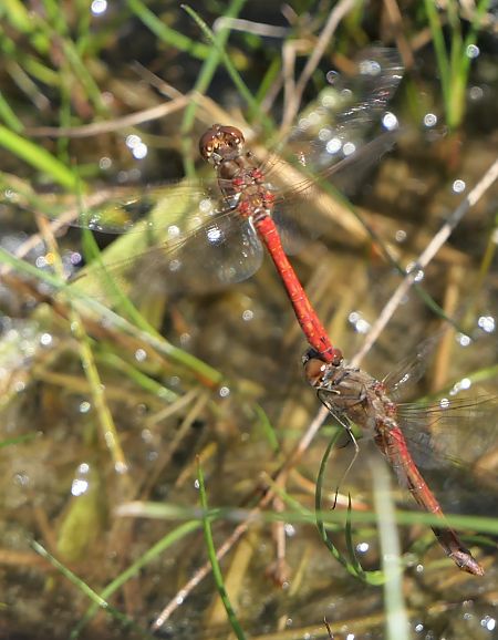 Sympetrum vulgatum  - Fabio Angeli