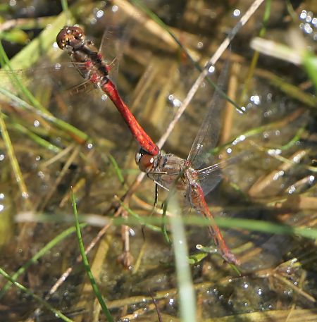Sympetrum vulgatum  - Fabio Angeli