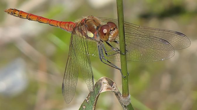 Sympetrum striolatum  - Fabio Angeli