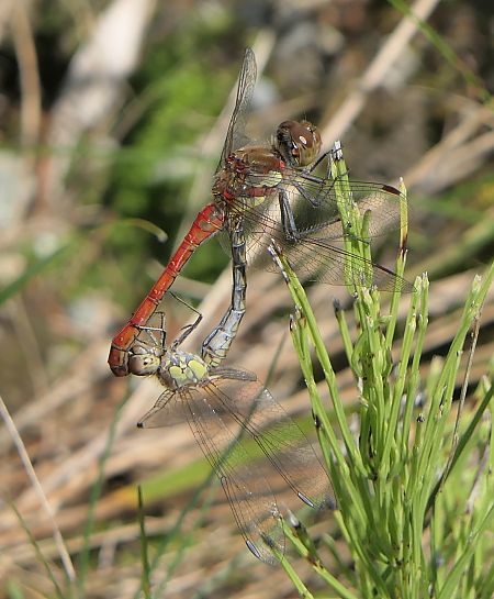 Sympetrum striolatum  - Fabio Angeli