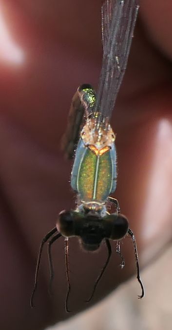 Chalcolestes viridis  - Fabio Angeli