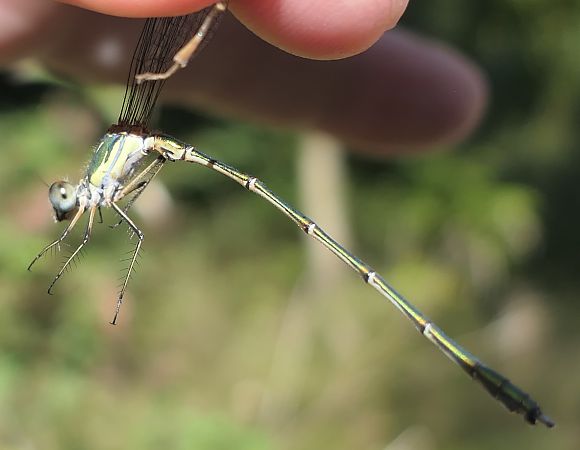 Chalcolestes viridis  - Fabio Angeli