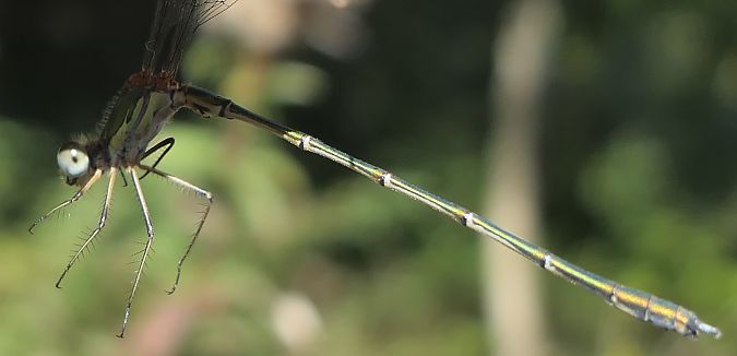 Chalcolestes viridis  - Fabio Angeli