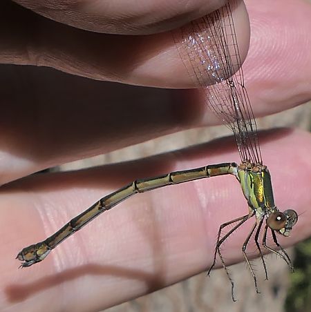 Chalcolestes viridis  - Fabio Angeli
