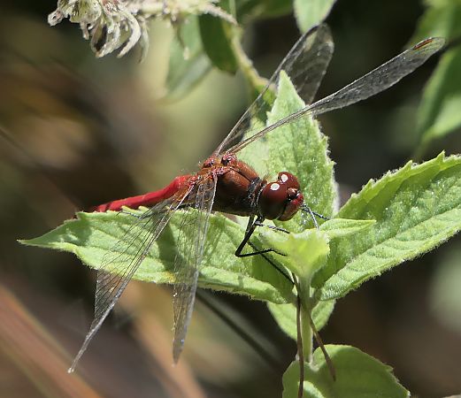 Sympetrum sanguineum  - Fabio Angeli
