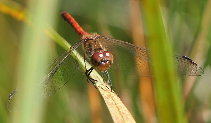 Sympetrum striolatum  - Fabio Angeli