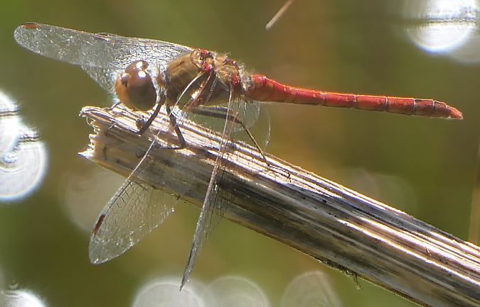 Sympetrum striolatum  - Fabio Angeli