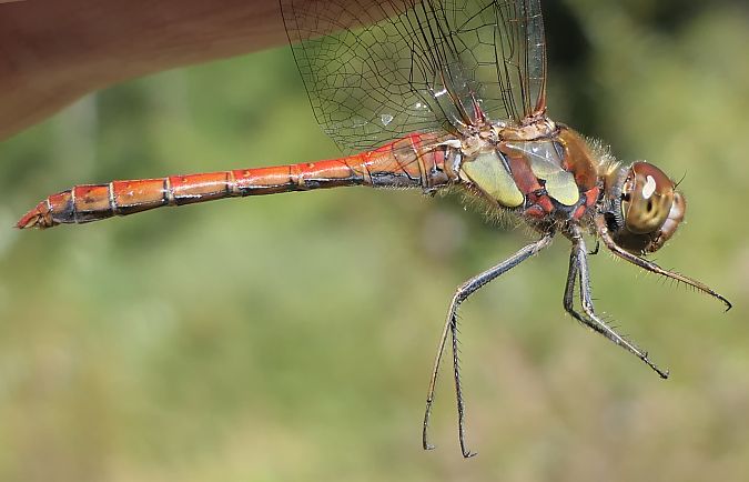Sympetrum striolatum  - Fabio Angeli