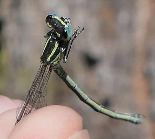 Ischnura elegans  - Fabio Angeli