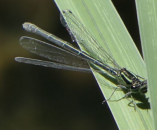 Ischnura elegans  - Fabio Angeli