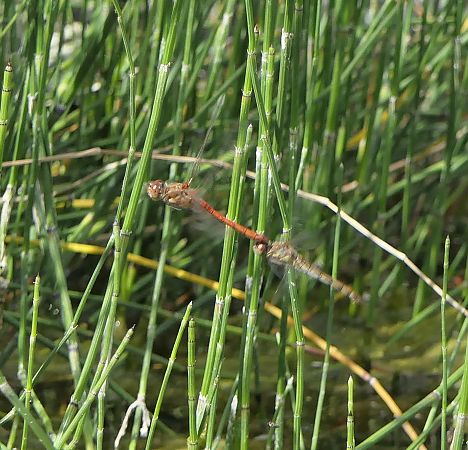 Sympetrum striolatum  - Fabio Angeli