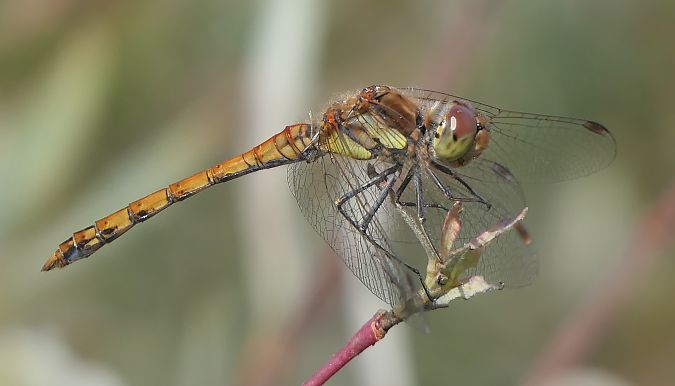 Sympetrum striolatum  - Fabio Angeli