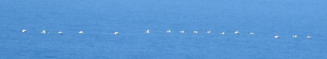 Avocetta  - Alessandra Fontenla