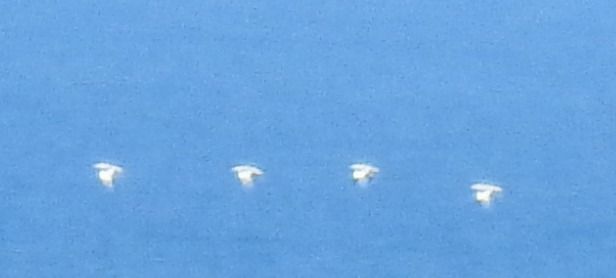 Avocetta  - Alessandra Fontenla