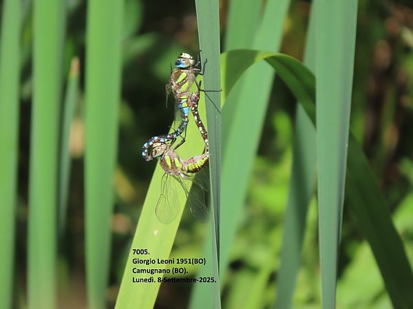 Aeshna mixta  - Giorgio Leoni