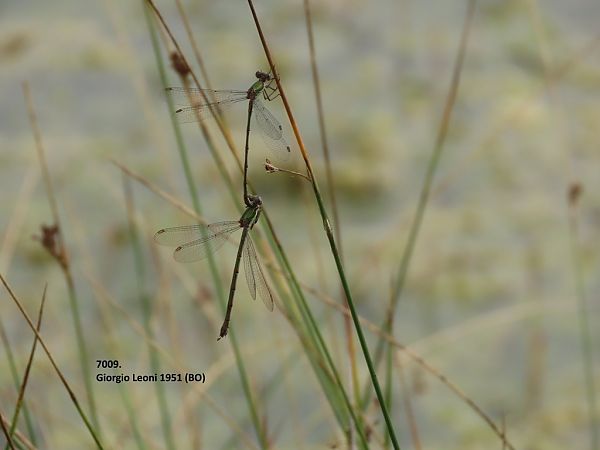 Chalcolestes viridis  - Giorgio Leoni