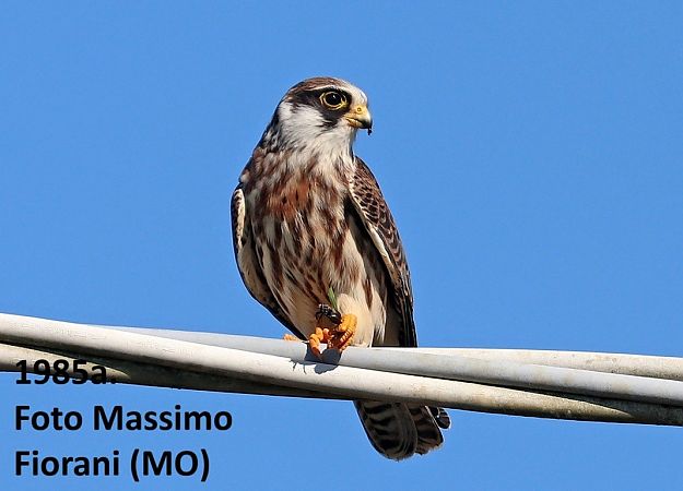 Falco cuculo  - Giorgio Leoni