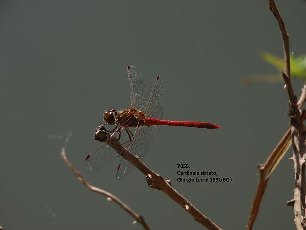 Sympetrum striolatum  - Giorgio Leoni