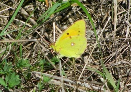Colias crocea  - Fabio Simonazzi