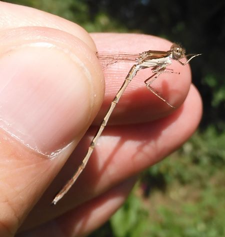 Sympecma fusca  - Nicola Pilon