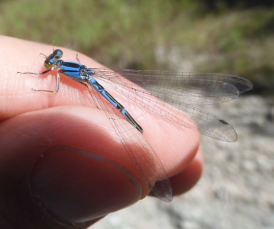 Enallagma cyathigerum  - Nicola Pilon