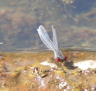 Erythromma viridulum  - Nicola Pilon