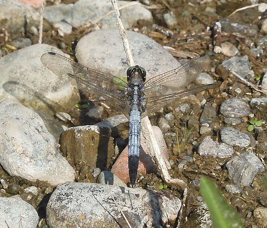 Orthetrum albistylum  - Nicola Pilon
