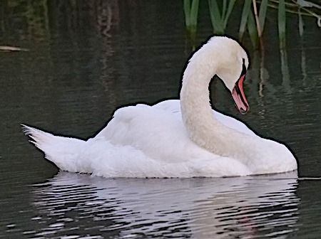 Cigno reale  - Angelo Pasqua