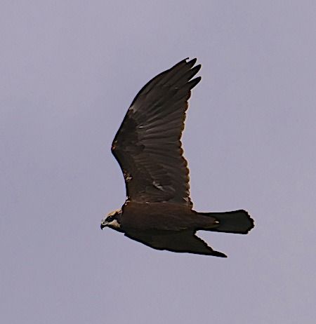 Falco di palude  - Angelo Pasqua