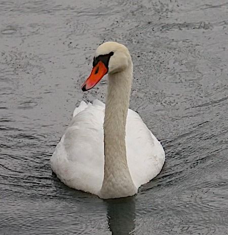 Cigno reale  - Angelo Pasqua