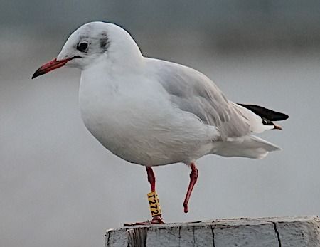 Mouette rieuse  - Angelo Pasqua