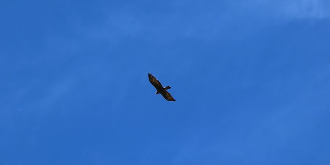 Aquila reale  - Roberto Boscaini