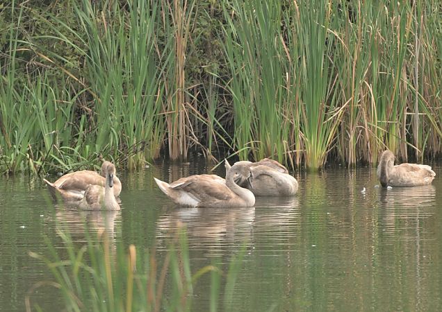 Cygne tuberculé  - Luigi Gennari