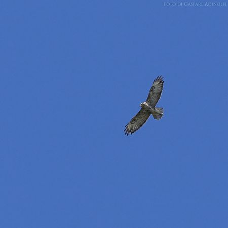 Falco pecchiaiolo  - Gaspare Adinolfi