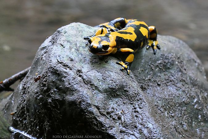 Salamandra pezzata  - Gaspare Adinolfi