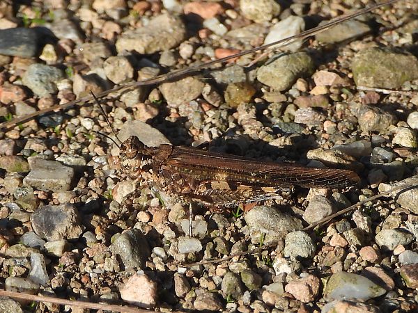 Acrotylus patruelis  - Mirko Tomasi
