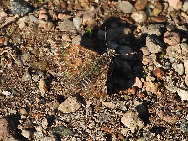 Carcharodus alceae  - Mirko Tomasi