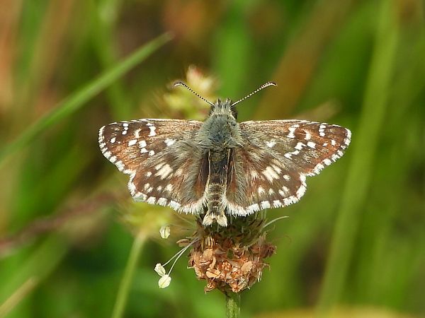 Pyrgus armoricanus  - Mirko Tomasi