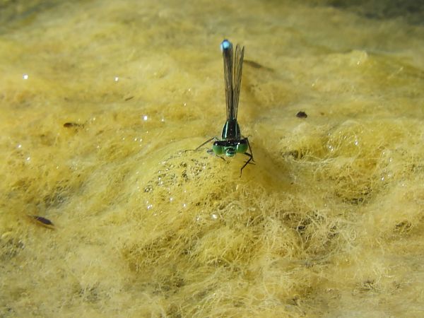 Ischnura elegans  - Maria Rita Gelso