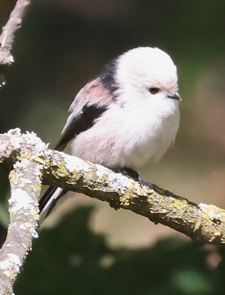 Schwanzmeise (ssp. caudatus)  - Horand Maier