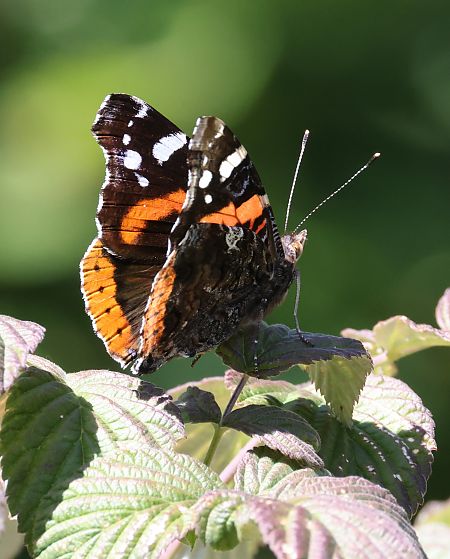 Vanessa atalanta  - Horand Maier