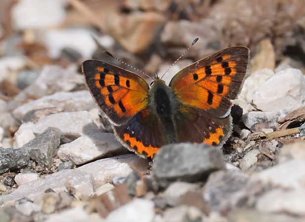 Lycaena phlaeas  - Horand Maier