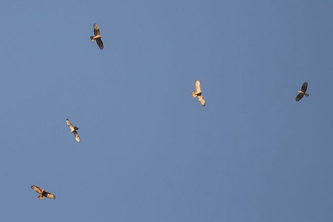 Falco pecchiaiolo  - Dome Niko